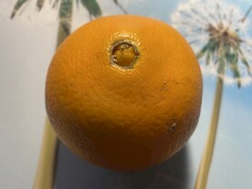 脐橙水果