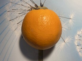 脐橙