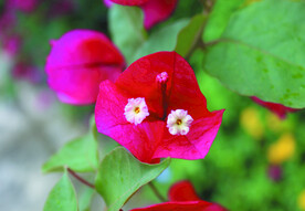 三角花 