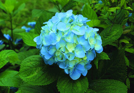 绣球花 