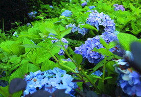 绣球花  