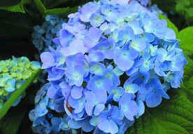 绣球花    