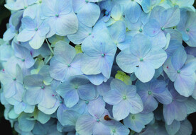 绣球花   