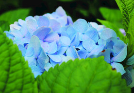 绣球花 