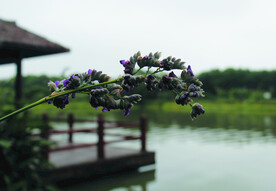 再力花 
