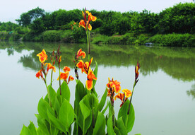 风景  