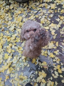 秋天院子里的小狗