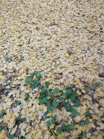 一地金黄