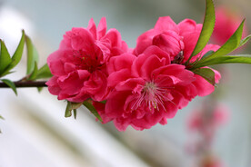 桃花