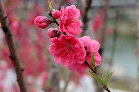 桃花