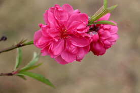 桃花