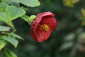  风铃花 