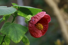 风铃花  