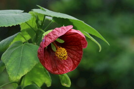 风铃花 