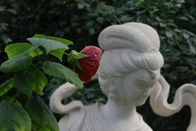 风铃花  