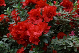 杜鹃花