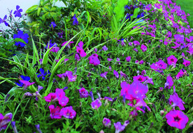 碧冬茄    花
