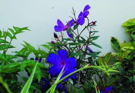 野牡丹   花