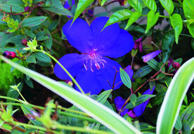 野牡丹   花