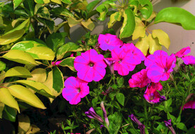 碧冬茄  花