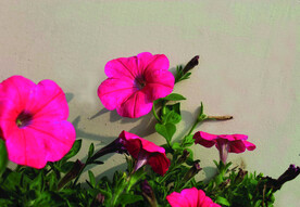 碧冬茄    花