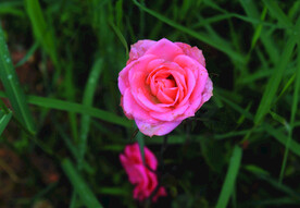 月季花