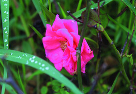 月季花
