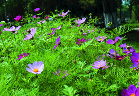 菊花  