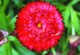 菊花  