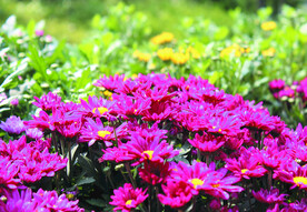 菊花