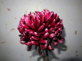 花草
