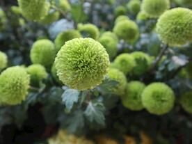 菊花