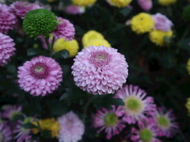 菊花