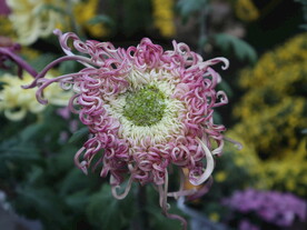 菊花