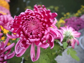 菊花