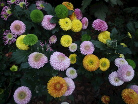 菊花