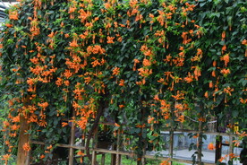 炮仗花 