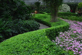 温室花草风景  