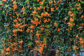 炮仗花 