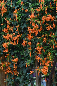 炮仗花 