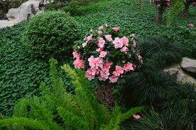 温室花草风景 