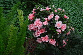 杜鹃花 