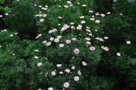 温室花草风景 