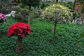 温室花草风景