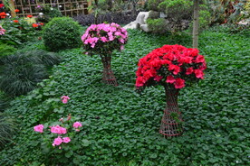 温室花草风景  