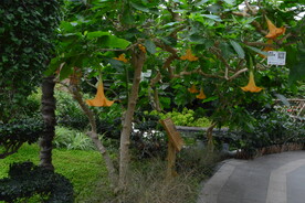 温室花草风景