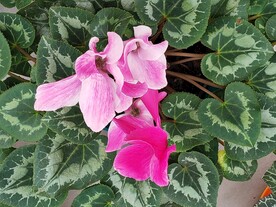 仙客来 