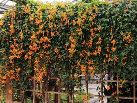 炮仗花 