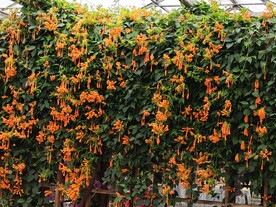 炮仗花 