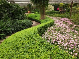 温室花草风景 